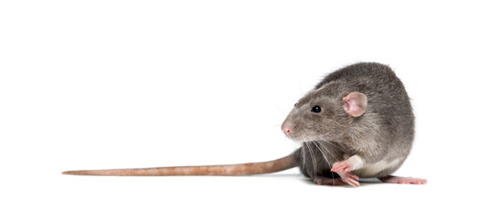 Rat in front of a white background