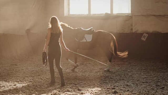 Thoroughbred brown horse on leash runs around woman trainer