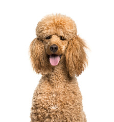 Close-up of a panting brown Poodle dog, isolated