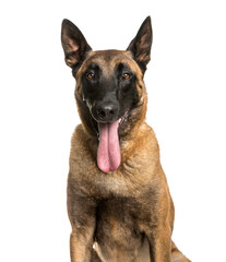 Close-up Panting Malinois dog sitting isolated