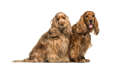 Two English Cocker Spaniel dogs sitting together, isolated