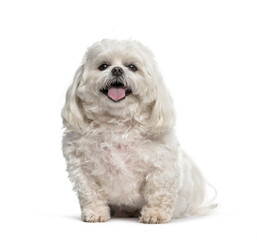 Panting Maltese sitting in front of a white background