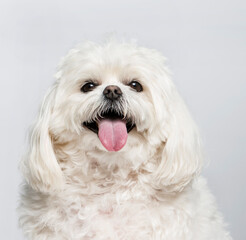 Close-up of a Panting Maltese sitting in front of a white background