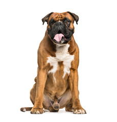 Obraz premium Panting Boxer dog, sitting in front of a white background