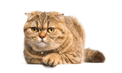 Scottish Fold cat lying down, isolated