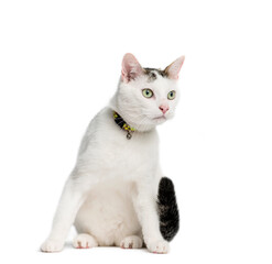 Obraz premium Sitting Mixed-breed cat, cut-out