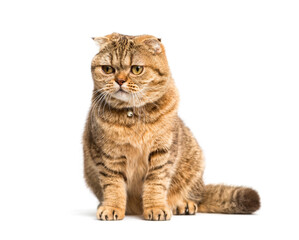 sitting Scottish Fold cat, isolated