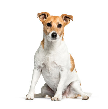 White and brown Jack Rusell dog, sitting, cut-out