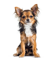 Proud Chihuahua dog sitting, cut-out