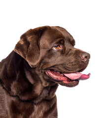 Close-up of a chocolate Labrador Retriever dog on a white background