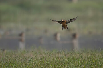 Duck in Flight 