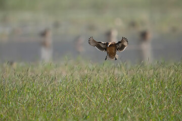Duck landing in Pond 