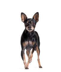 standing of a Miniature Pinscher, isolated on white