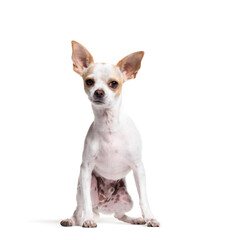 Mixed-breed dog sitting in front of a white background
