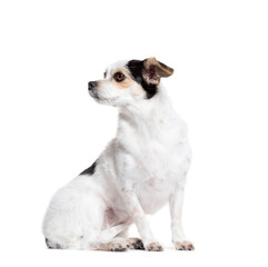 looking away Mixed-breed dog sitting in front of a white background