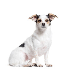 Mixed-breed dog sitting in front of a white background