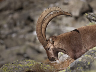 Ibex among the stones