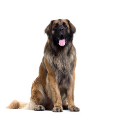 Sitting and panting Leonberger dog, isolated on white background