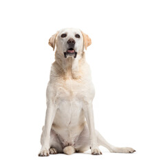 Cream Labrador Retriever dog sitting, isolated