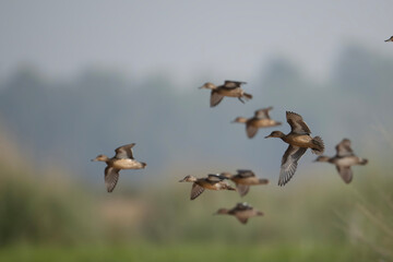 Flock of Ducks Flying over Wetland 