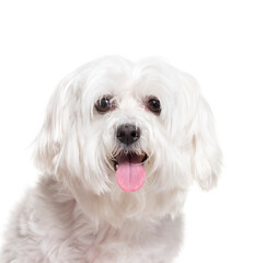 Close-up of a Panting Maltese dog on a white background