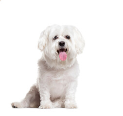 Panting Maltese dog sitting on a white background