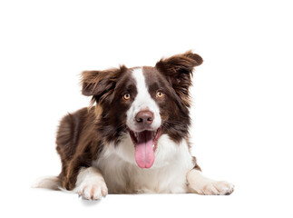 Lying down Border Collie panting, isolated on white