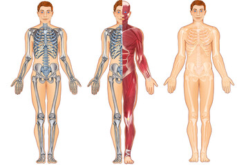 Male Full Anatomical Illustration