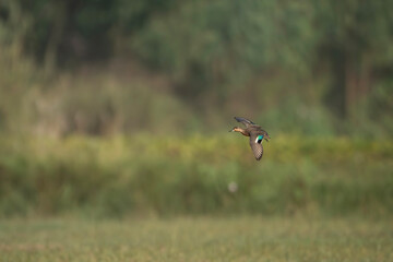 Common teal Duck Flying 