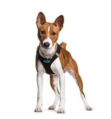 Basenji dog standing on a white background