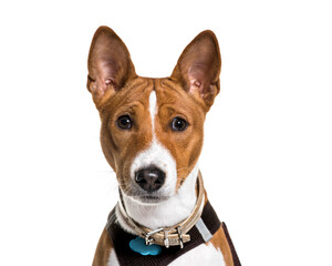 close-up on a Basenji dog, isolated on white