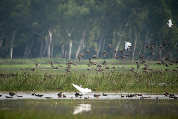 Flock of Ducks Flying over Wetland 