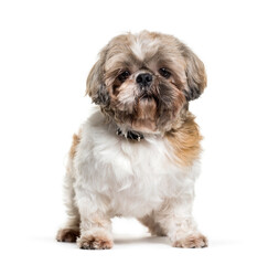 Standing Shih-tzu dog, isolated on white