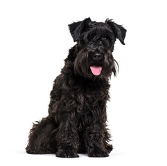 Sitting black Miniature Schnauzer dog panting, isolated on white