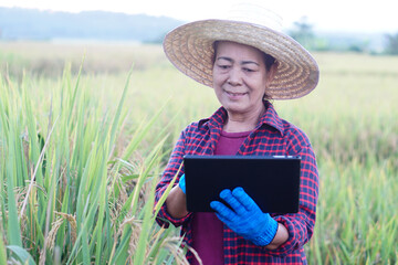 Asian woman farmer ia at paddy field, holds smart tablet to inspect rice plants. Concept,...