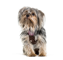 Sitting Mixed-breed dog, isolated on white