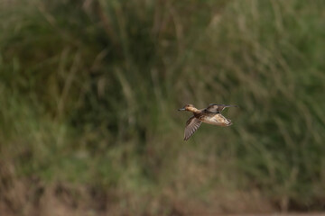 Duck Flying in morning