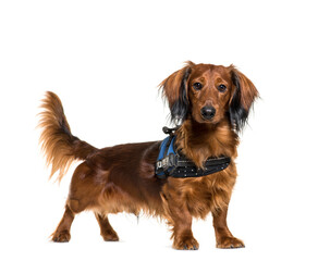 Standing Dachshund Dog, isolated on white