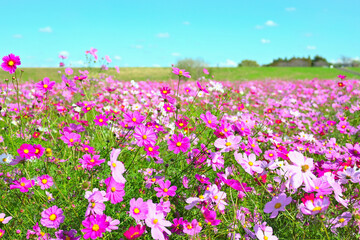 Obraz na płótnie Canvas ピンクのコスモス畑の丘