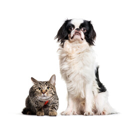 Japanese Chin dog and European Cat sitting together, isolated on white