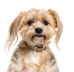 Close-up of a Mixed-breed dog, isolated on white