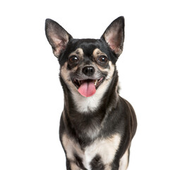 Obraz premium Close-up on a panting Chihuahua dog, isolated on white