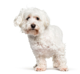 Maltese standing against white background