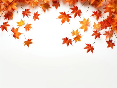 Isolated image of Autumn leaf on a white background. Autumn seasonal concept.