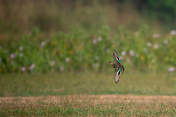 Green Winged teal Duck Flying In Morning