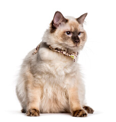 Ragdoll sitting against white background