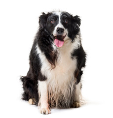 Border collie , 13 years old, sitting against white background
