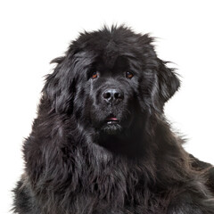 Newfoundland , 10 months old, looking at camera against white ba
