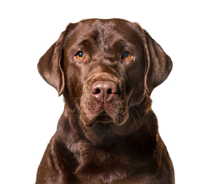 Labrador Retriever looking at camera against white background