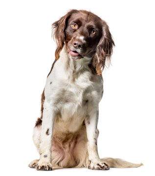 Munsterlander dog, sitting against white background